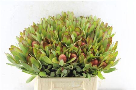 <h4>Leucad Saf Goldstrik</h4>