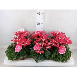 Cyclamen KL 'Djix'