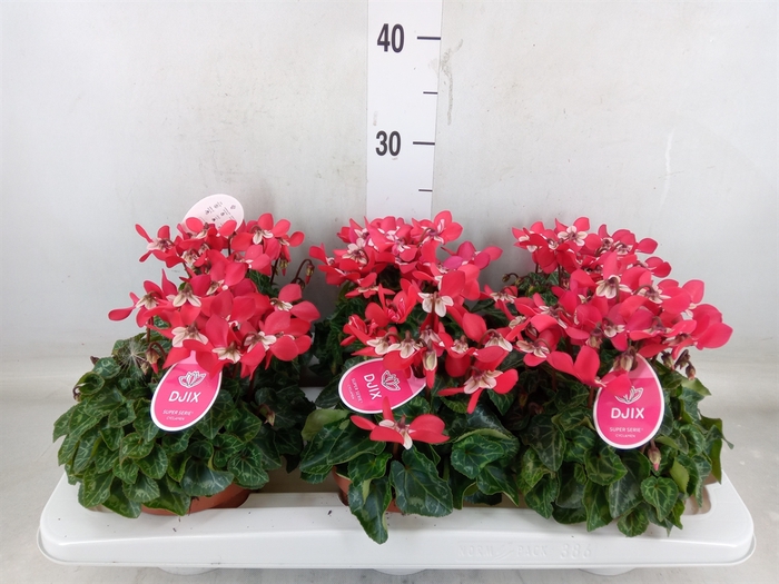 <h4>Cyclamen KL 'Djix'</h4>