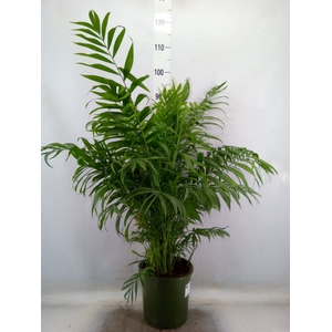 Chamaedorea elegans