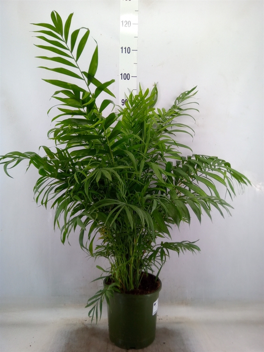<h4>Chamaedorea elegans</h4>