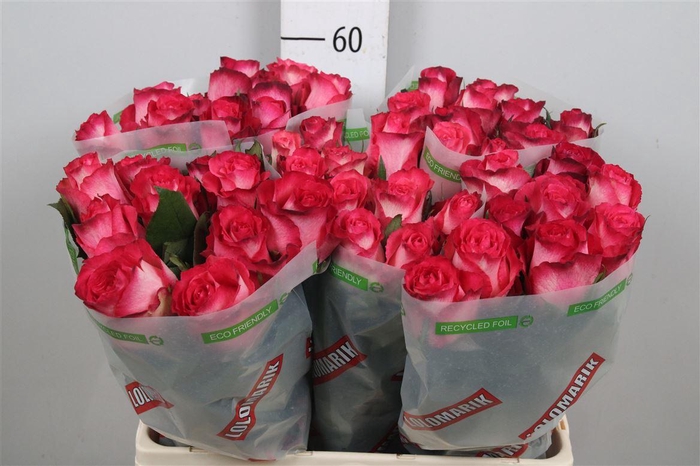 <h4>R Gr Nicoletta B1</h4>