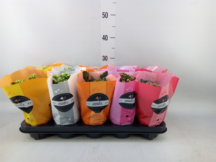 <h4>Kalanchoe blos. 'Perfecta'  ..mix 5</h4>