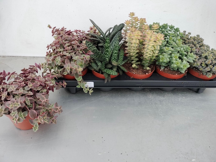 <h4>SUCC GEM 5 SRT</h4>