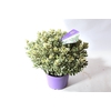 Hebe andersonii Garden Dream 'Variegata'
