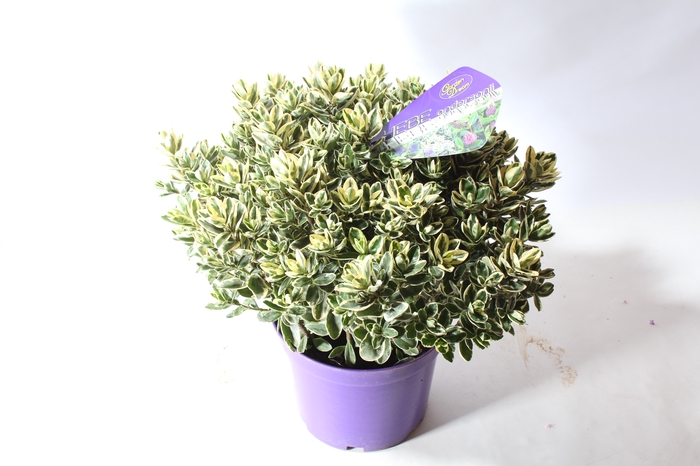 Hebe andersonii Garden Dream 'Variegata'
