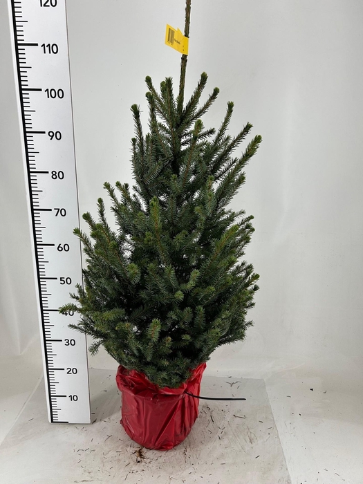 <h4>PICEA OMORIKA</h4>