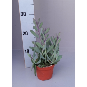 Senecio crassissimus