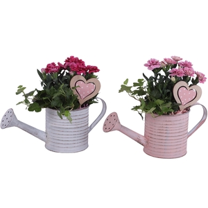 Mothersday Arr. Outdoor Zinc Wateringcan Vintage Ø31cm 2PP