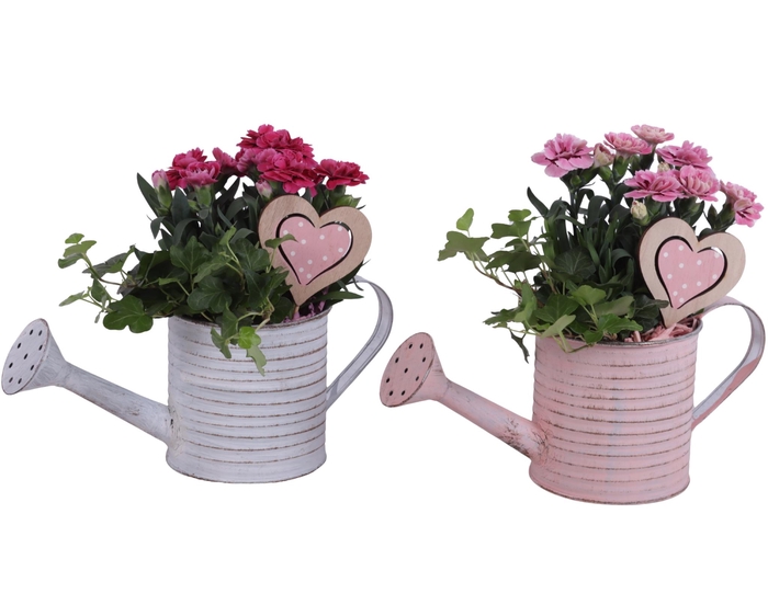 <h4>Mothersday Arr. Outdoor Zinc Wateringcan Vintage Ø31cm 2PP</h4>