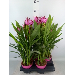 Curcuma alism. 'Siam Splash'