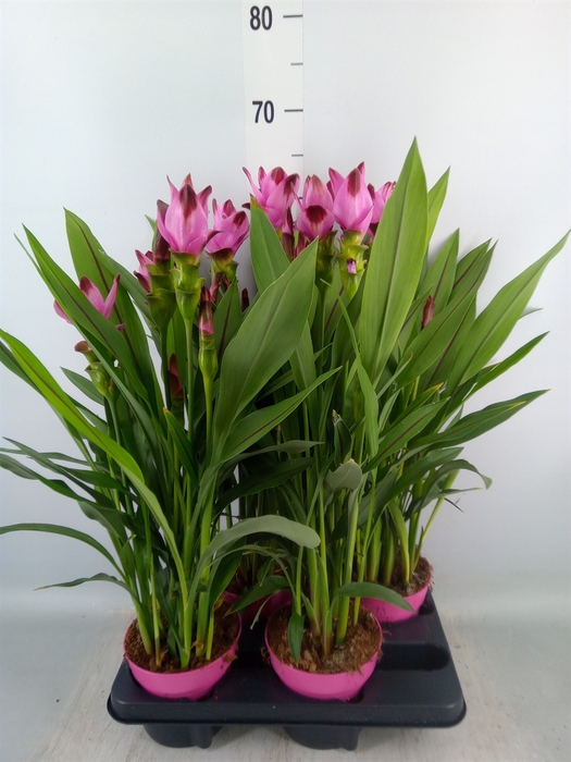 <h4>Curcuma alism. 'Siam Splash'</h4>
