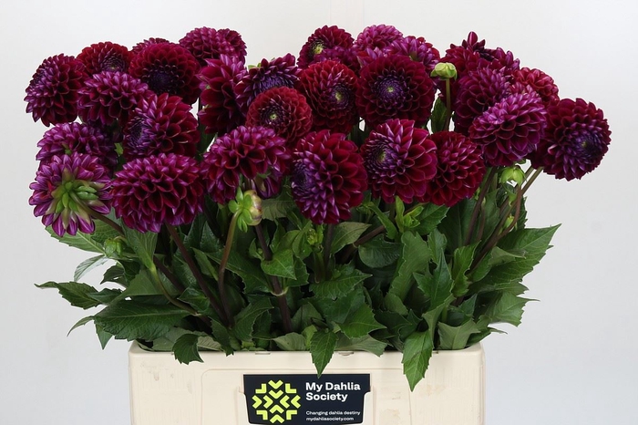 <h4>Dahlia BA 'Ivannetti'</h4>