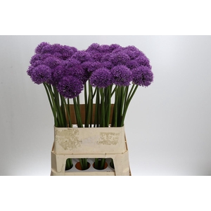 Allium Gladiator