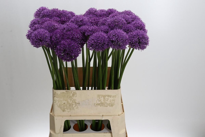 <h4>Allium Gladiator</h4>