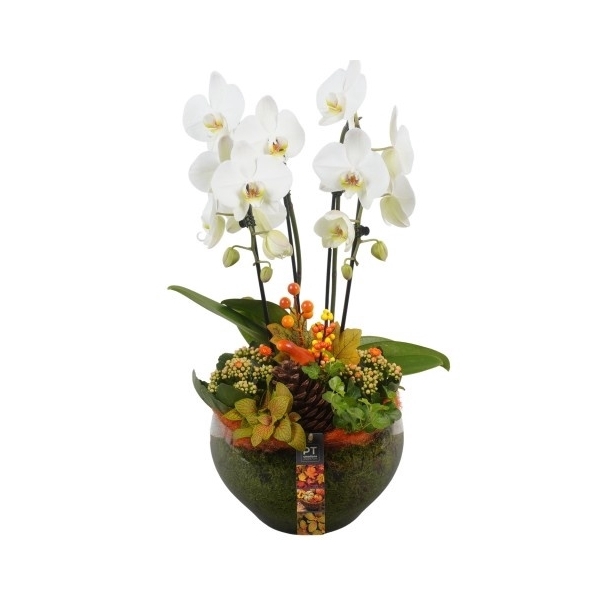<h4>PTHG3409 Arrangement Autumn Glass in glas schaal</h4>