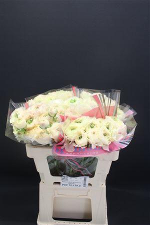 <h4>Ran Rom Morvan</h4>