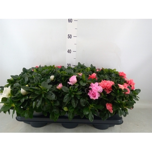 Rhododendron sim.   ...mix