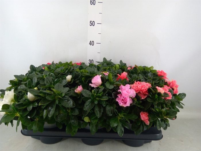 <h4>Rhododendron sim.   ...mix</h4>