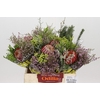 BQ Banksia Coccinea SFB