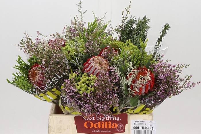 <h4>BQ Banksia Coccinea SFB</h4>