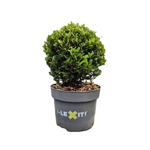Ilex crenata Dark Green