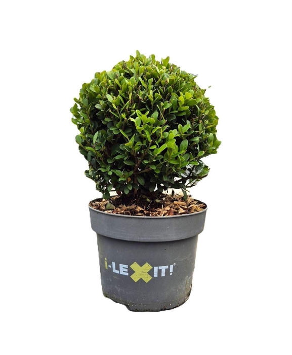 <h4>Ilex crenata Dark Green</h4>