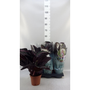 Calathea roseopicta 'Dottie'