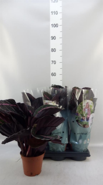 <h4>Calathea roseopicta 'Dottie'</h4>