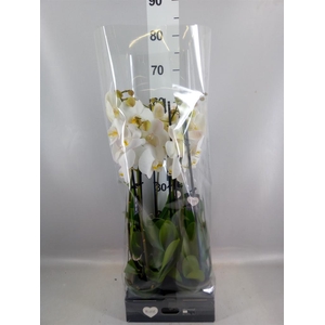 Phalaenopsis  'Ant Cambridge'