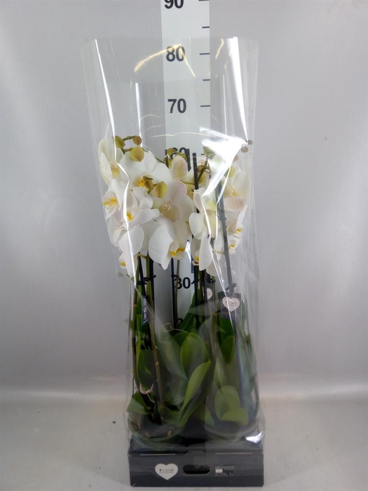 <h4>Phalaenopsis  'Ant Cambridge'</h4>