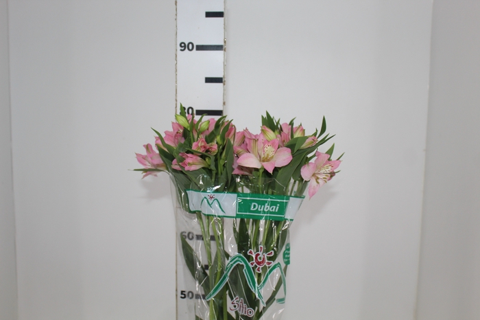 <h4>ALSTROEMERIA DUBAI 080 CM</h4>