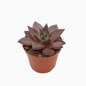 Echeveria  'Taurus'