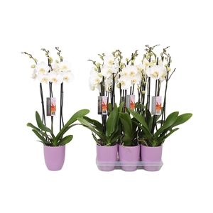 Phalaenopsis White, 3-spike Lilac Ceramics