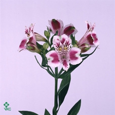 Kolibri Greens Succulenten mix in Mozaiek pot