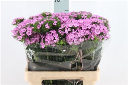 <h4>Di Barb Melian Lavendel 60 Cm</h4>