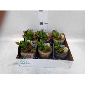 Arr.  Succulents L%