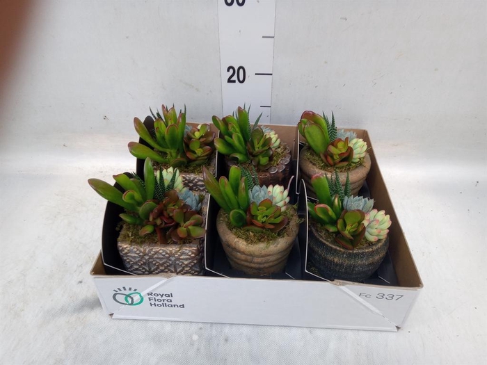 <h4>Arr.  Succulents L%</h4>