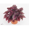 Begonia BD 'MagicColours Lambada'