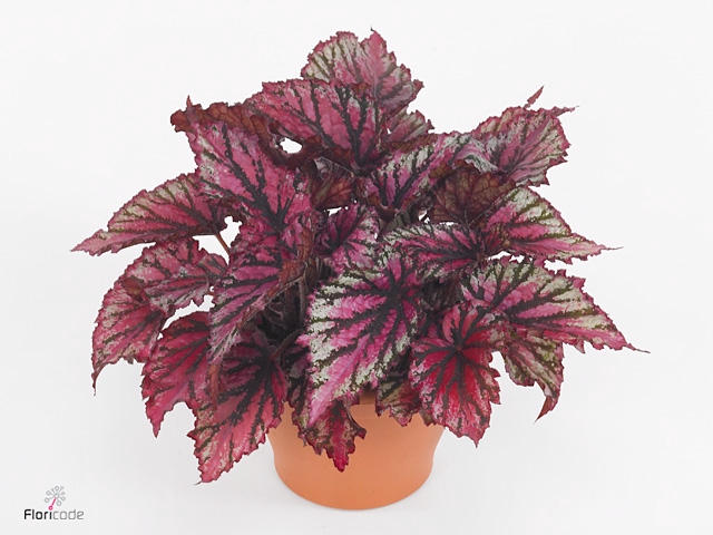Begonia BD 'MagicColours Lambada'