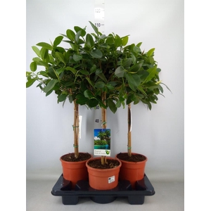 Ficus   ...