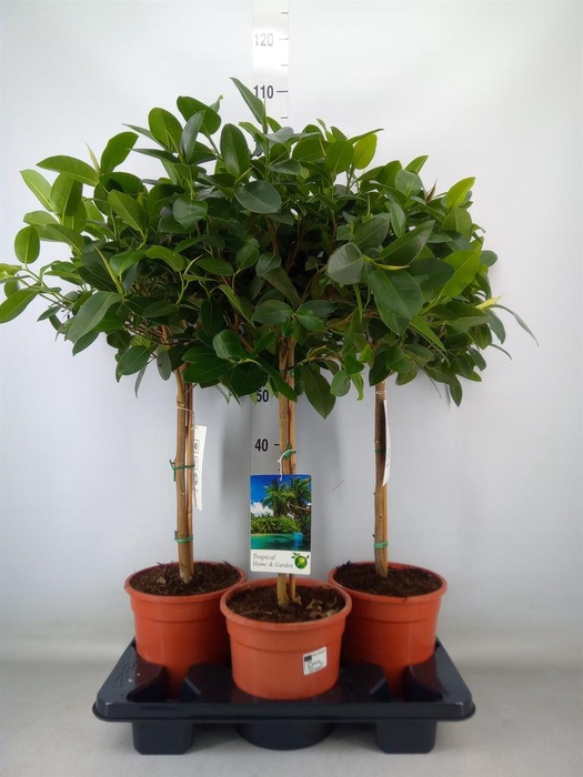 <h4>Ficus ...</h4>