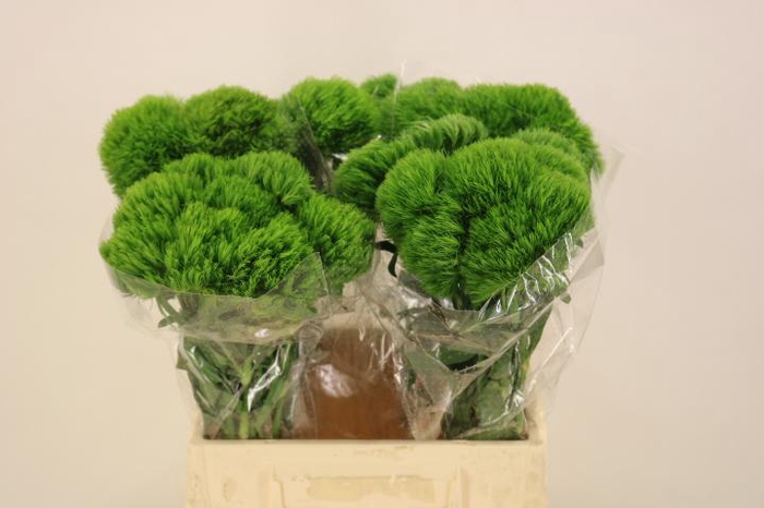 <h4>DI BARB KIWI MELLOW</h4>