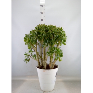 Crassula arborescens