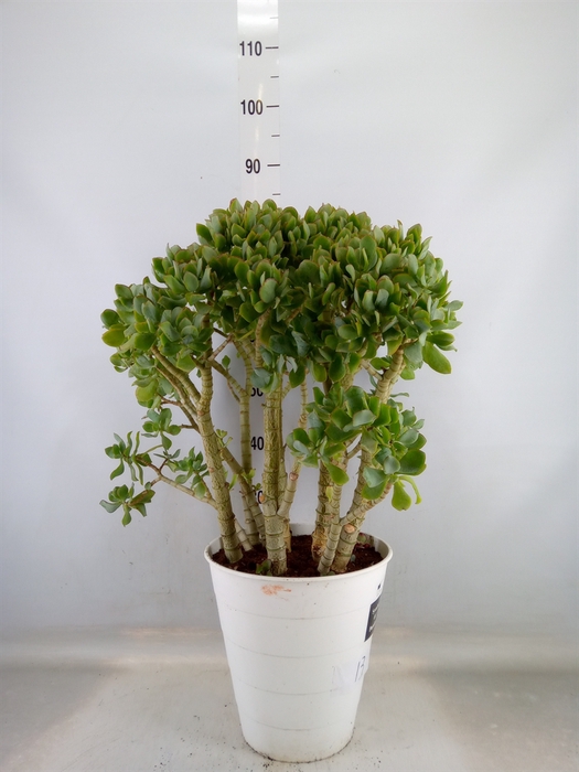 <h4>Crassula arborescens</h4>
