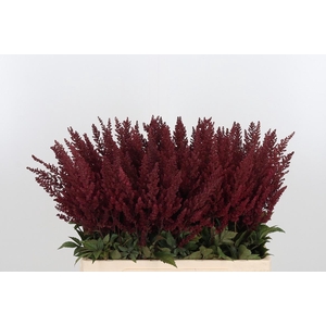 Astilbe Paul Gaarder