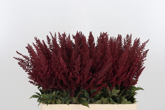 <h4>Astilbe Paul Gaarder</h4>