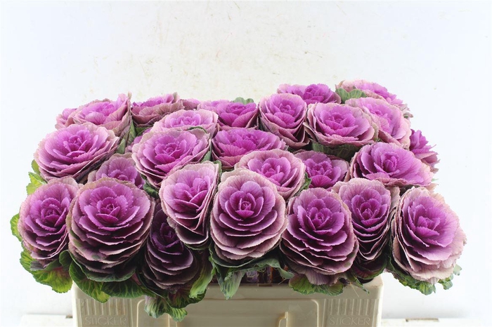 <h4>Brassica Red Crane</h4>