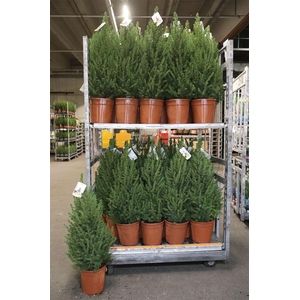Picea Gl Conica