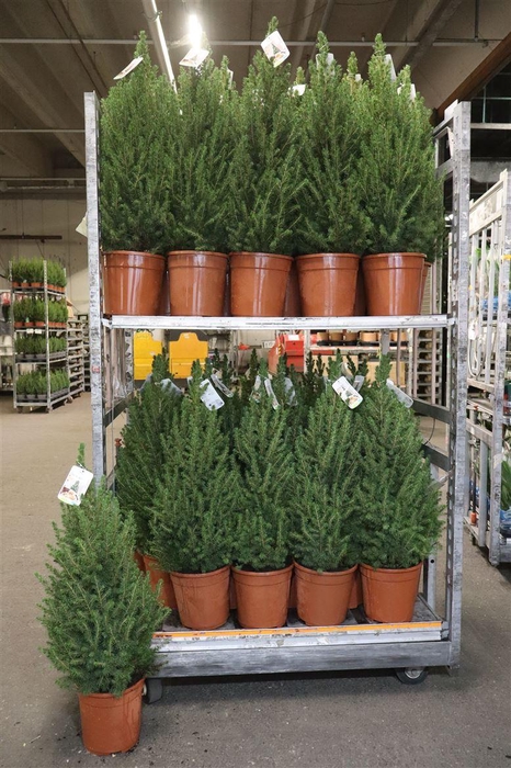 <h4>Picea Gl Conica</h4>